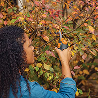 pruning-tool-faq-article-1
